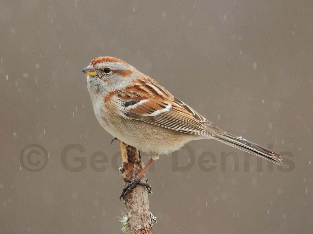 ATSP-AJ_American-Tree-Sparrow