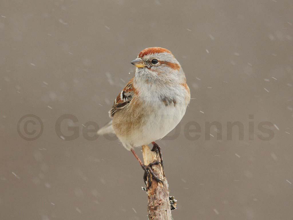 ATSP-AK_American-Tree-Sparrow