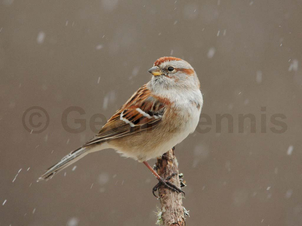 ATSP-AL_American-Tree-Sparrow