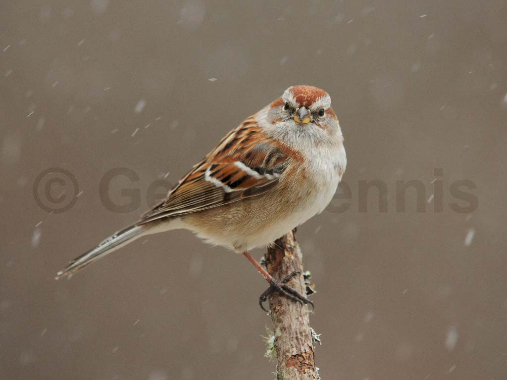 ATSP-AM_American-Tree-Sparrow