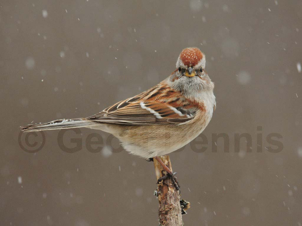 ATSP-AN_American-Tree-Sparrow