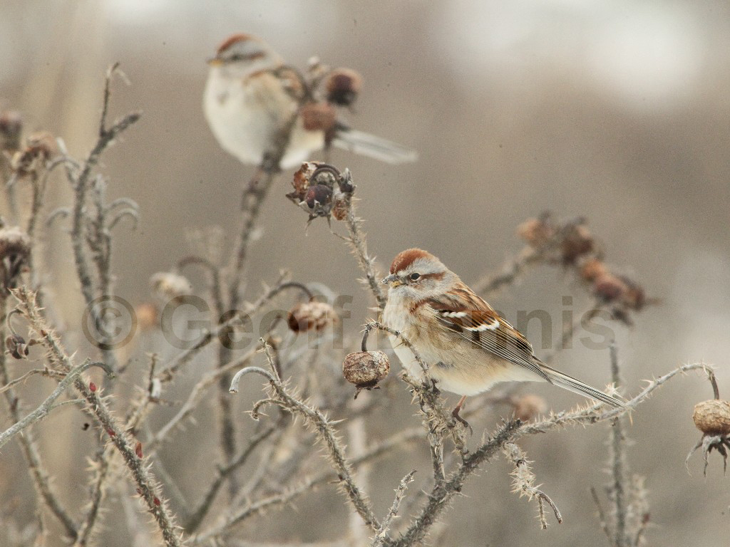 ATSP-AO_American-Tree-Sparrow
