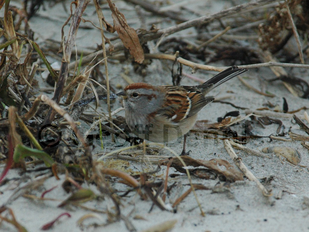 ATSP-AP_American-Tree-Sparrow