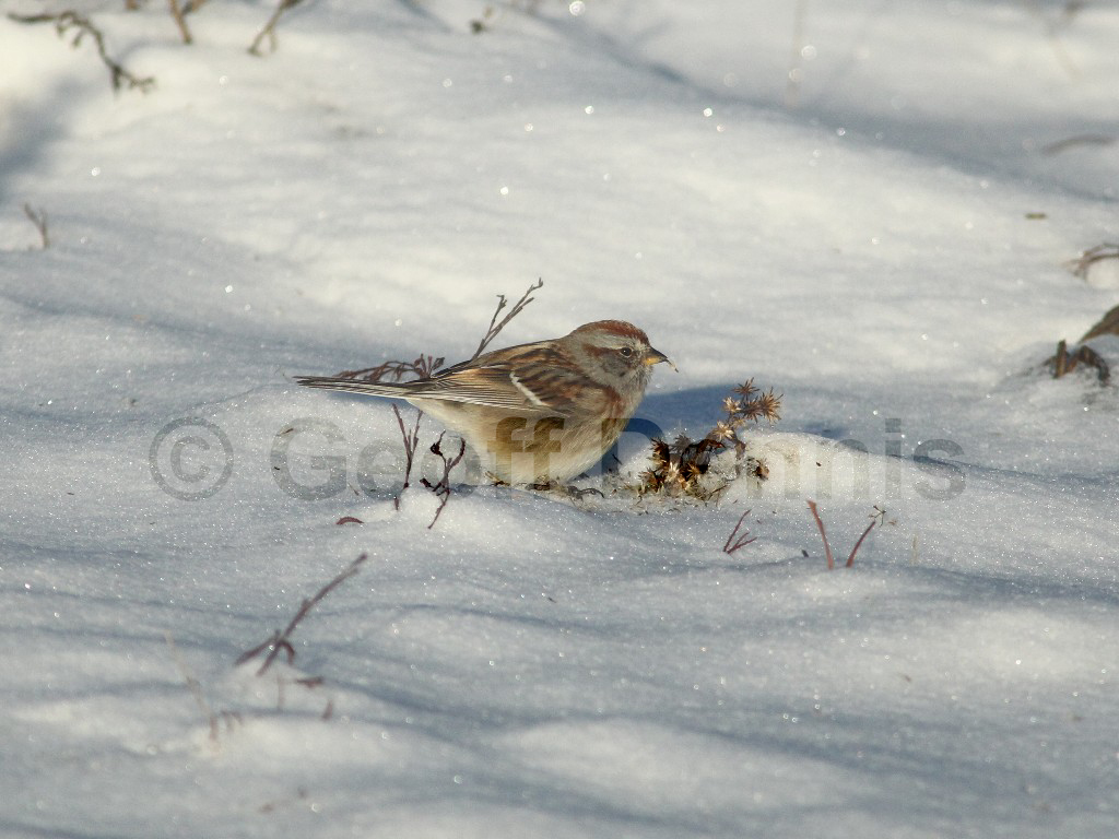 ATSP-AQ_American-Tree-Sparrow