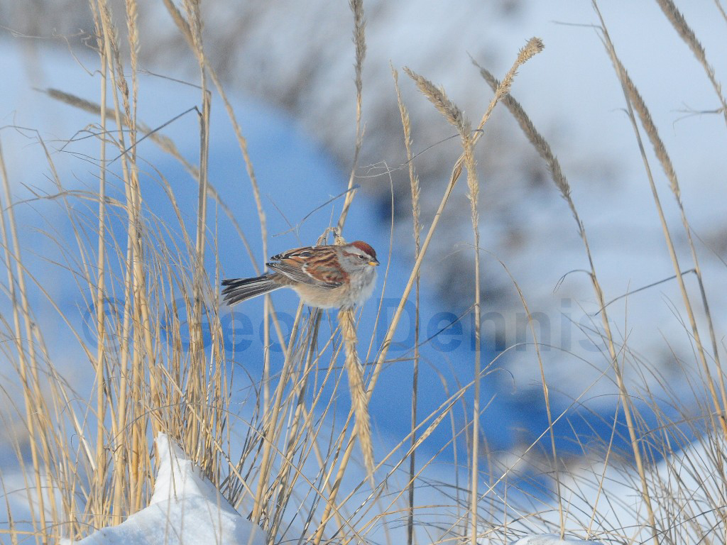 ATSP-AR_American-Tree-Sparrow