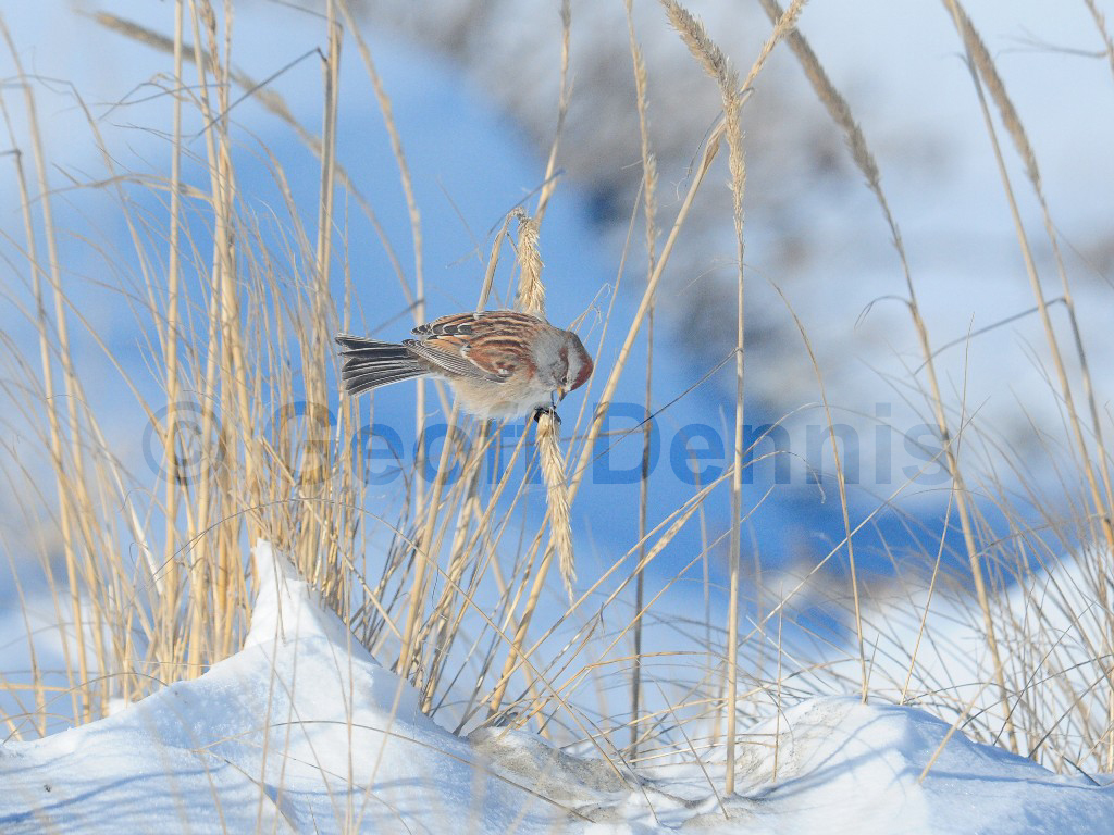 ATSP-AS_American-Tree-Sparrow