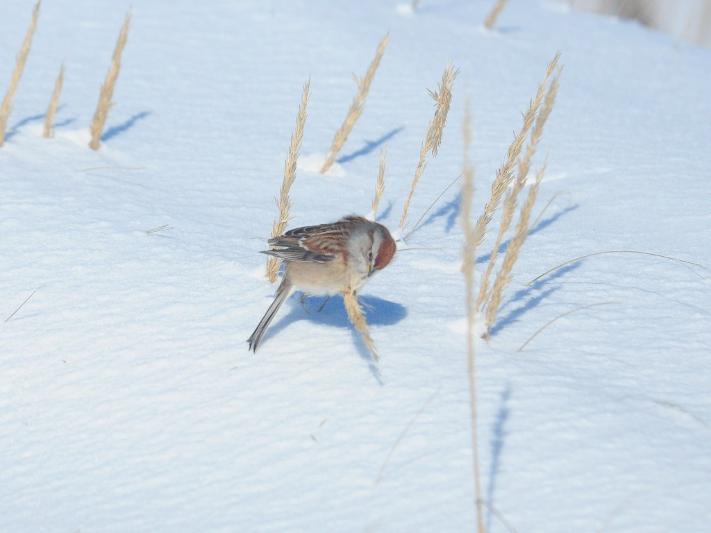 ATSP-AT_American-Tree-Sparrow
