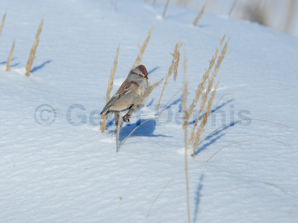 ATSP-AU_American-Tree-Sparrow