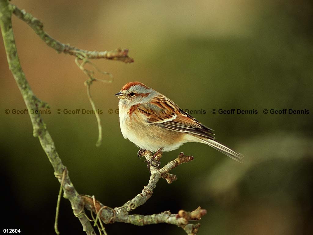 ATSP-AV_American-Tree-Sparrow