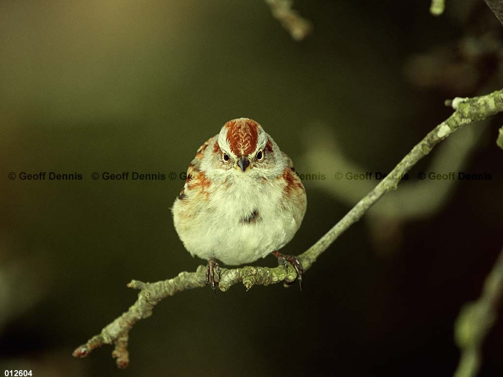 ATSP-AW_American-Tree-Sparrow