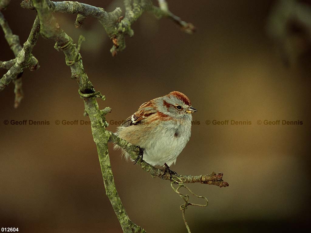 ATSP-AX_American-Tree-Sparrow