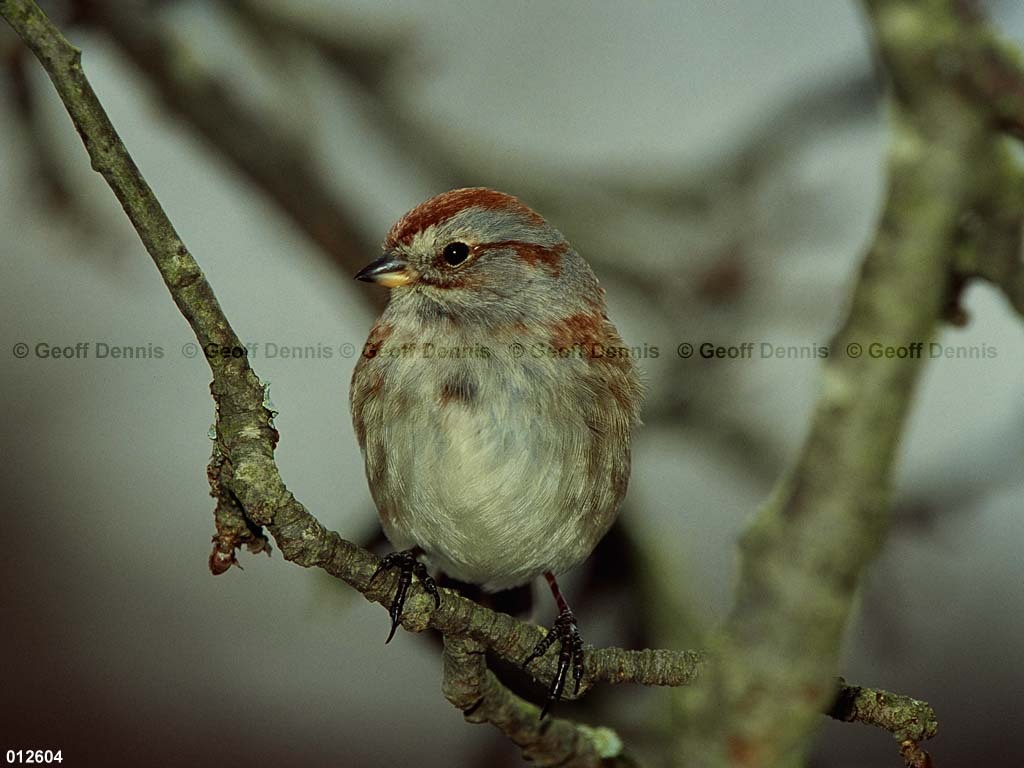 ATSP-AY_American-Tree-Sparrow