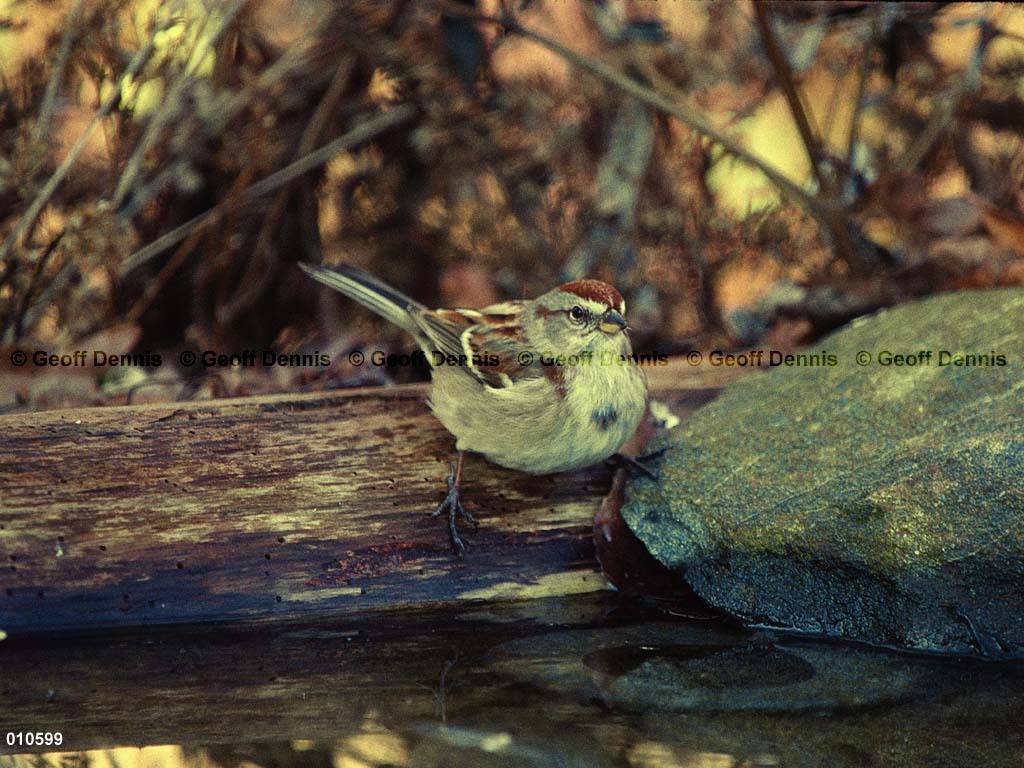 ATSP-AZ_American-Tree-Sparrow