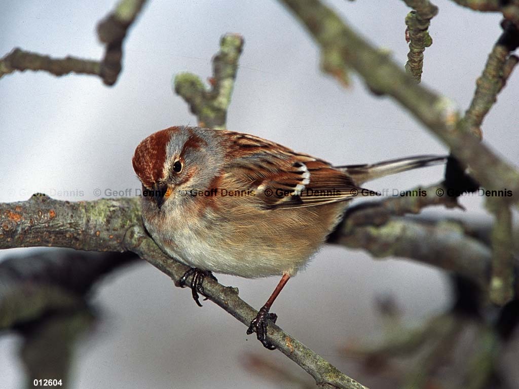 ATSP-BA_American-Tree-Sparrow