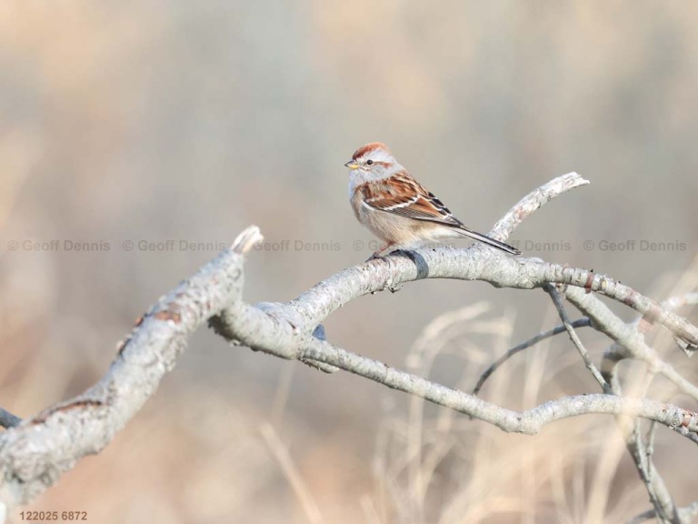 ATSP-BB_American-Tree-Sparrow