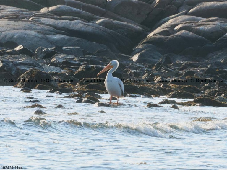 AWPE-AB_American-White-Pelican