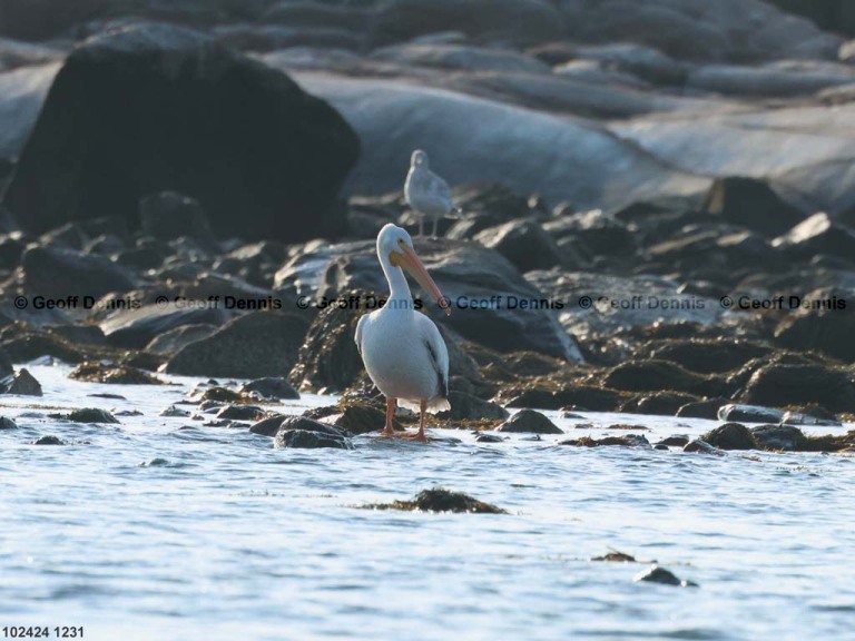 AWPE-AC_American-White-Pelican