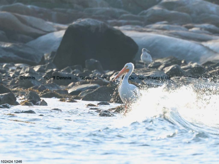 AWPE-AD_American-White-Pelican