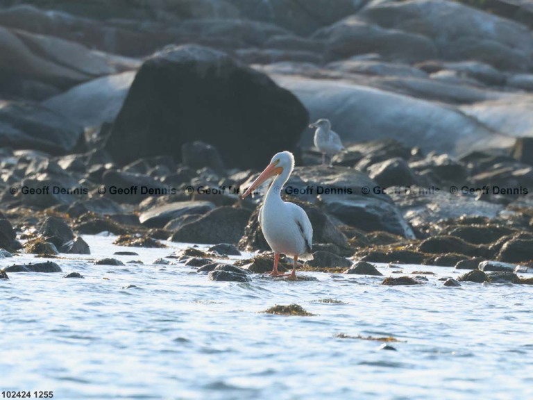 AWPE-AE_American-White-Pelican