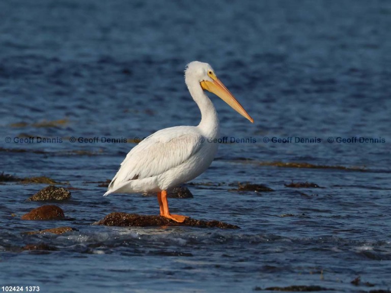 AWPE-AG_American-White-Pelican