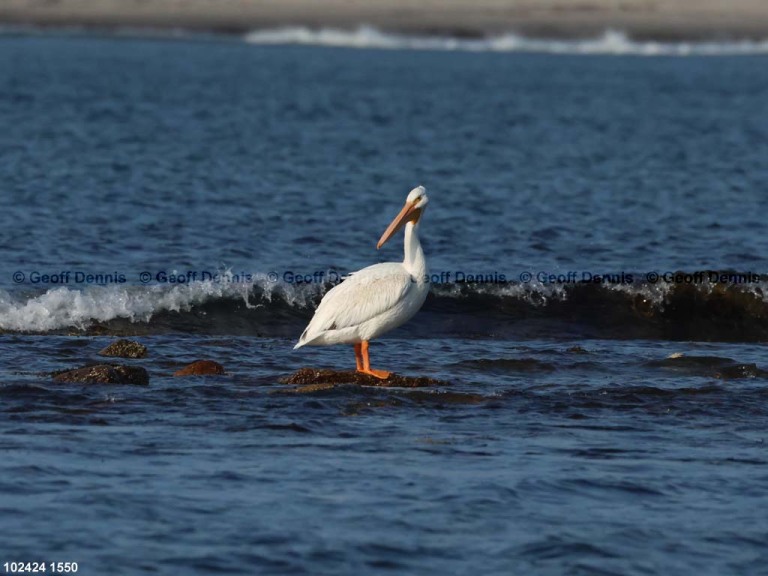 AWPE-AH_American-White-Pelican