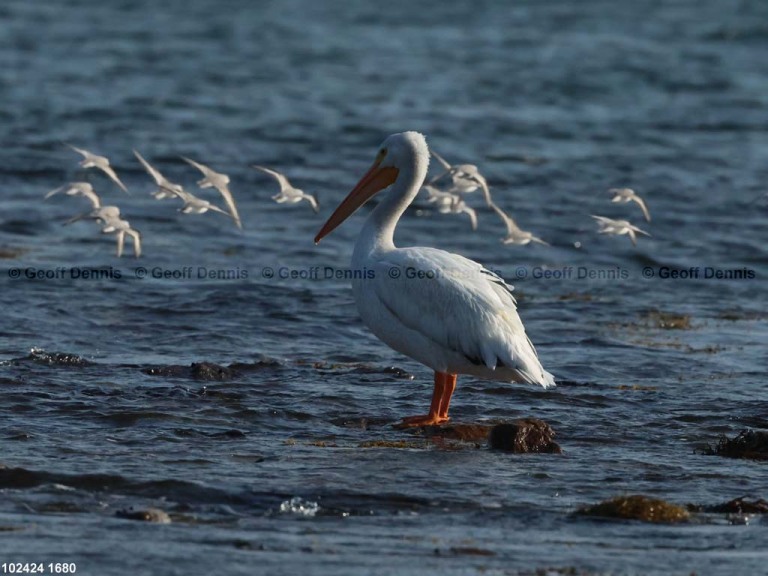 AWPE-AI_American-White-Pelican