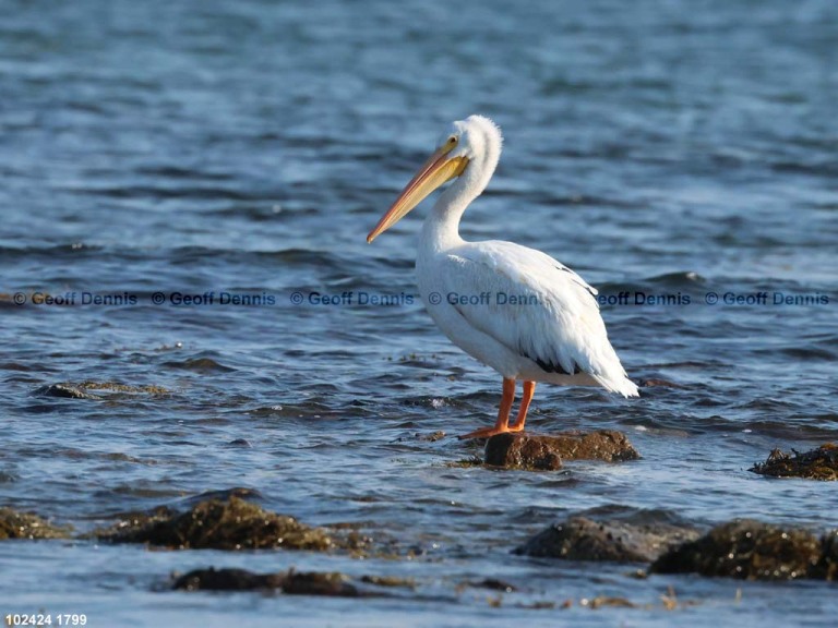 AWPE-AJ_American-White-Pelican