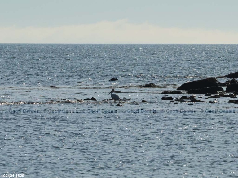 AWPE-AK_American-White-Pelican