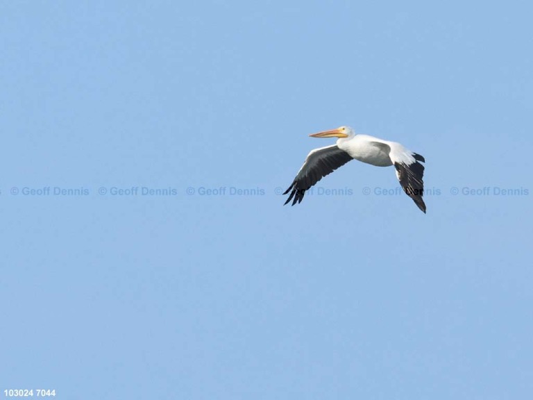 AWPE-AL_American-White-Pelican