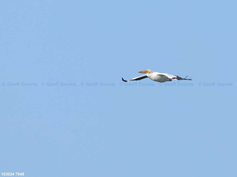 AWPE-AM_American-White-Pelican