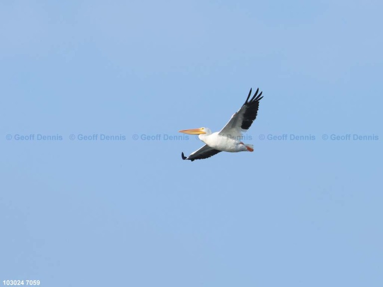 AWPE-AN_American-White-Pelican