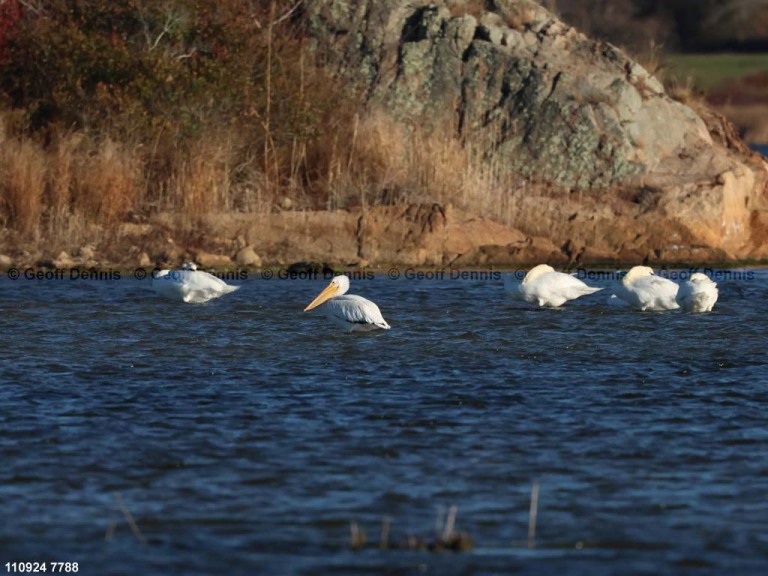 AWPE-AO_American-White-Pelican