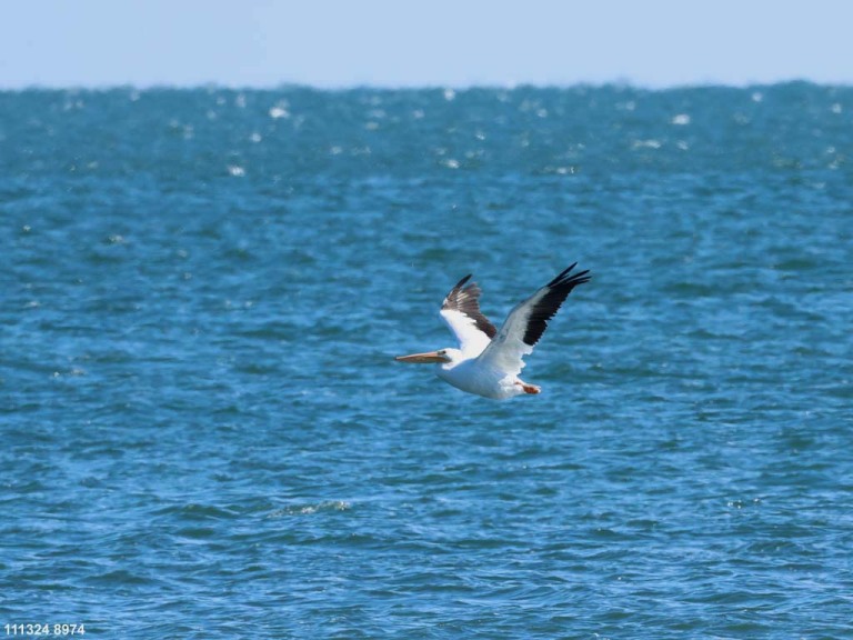 AWPE-AP_American-White-Pelican