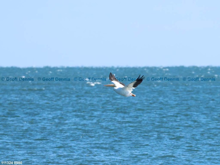 AWPE-AQ_American-White-Pelican