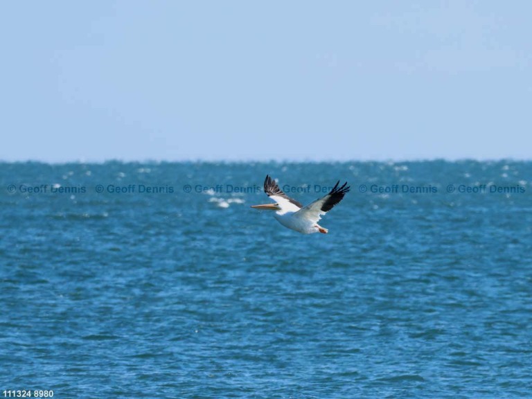 AWPE-AR_American-White-Pelican