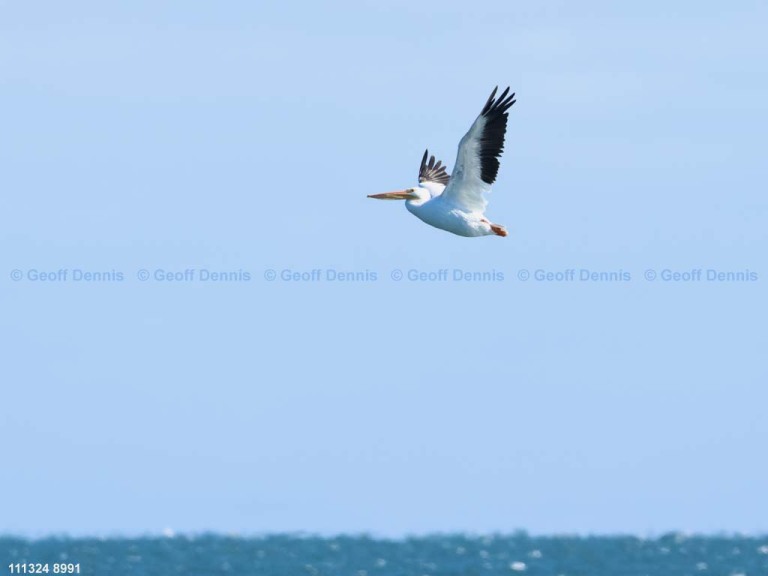 AWPE-AS_American-White-Pelican