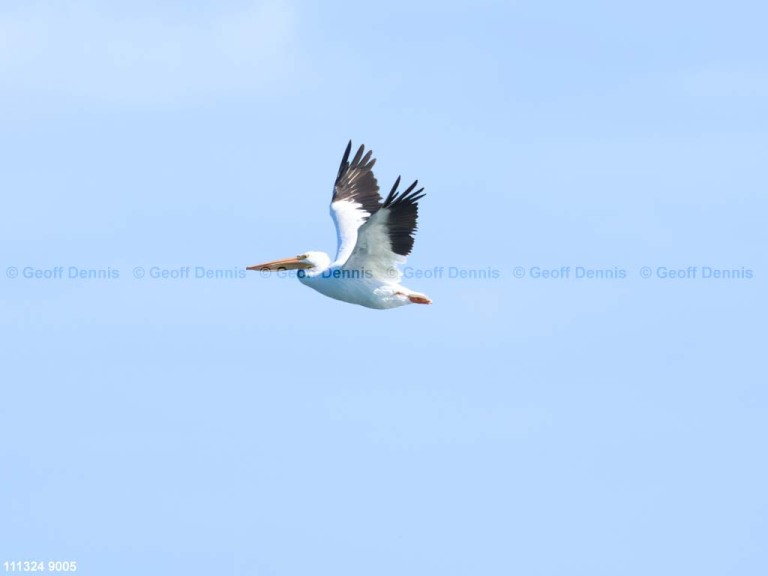 AWPE-AT_American-White-Pelican