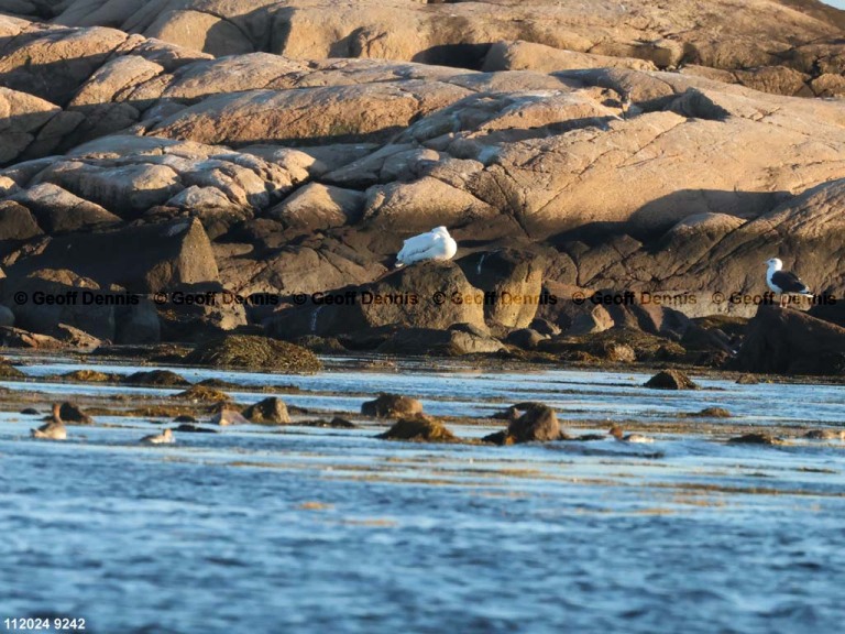 AWPE-AU_American-White-Pelican