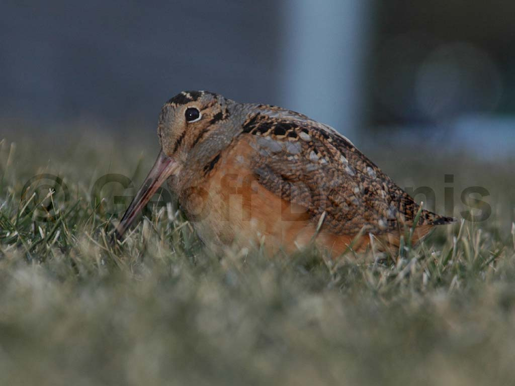 AMWO-AA_American-Woodcock