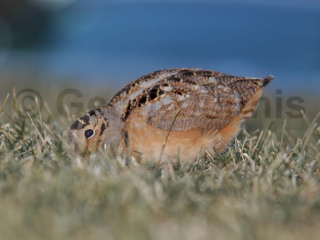 AMWO-AB_American-Woodcock