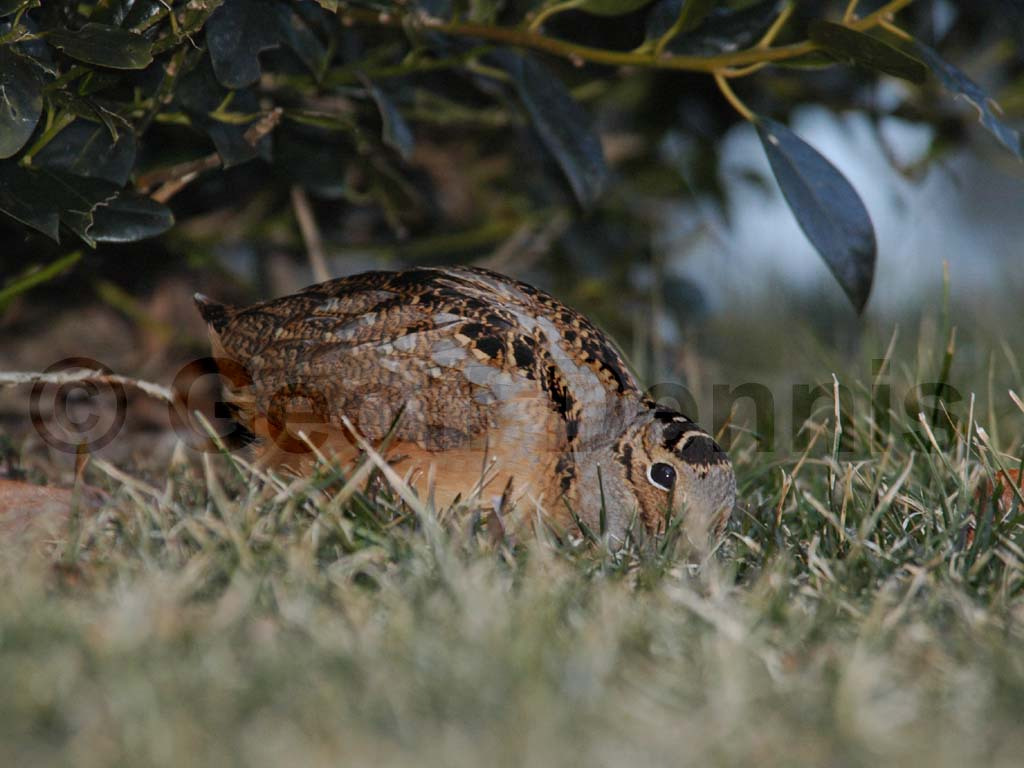 AMWO-AC_American-Woodcock