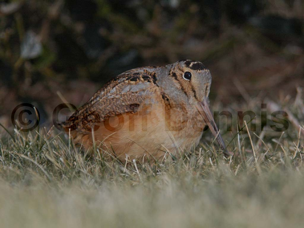 AMWO-AD_American-Woodcock
