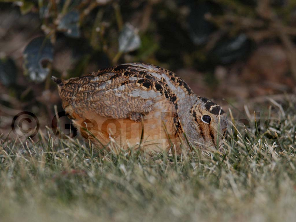 AMWO-AE_American-Woodcock