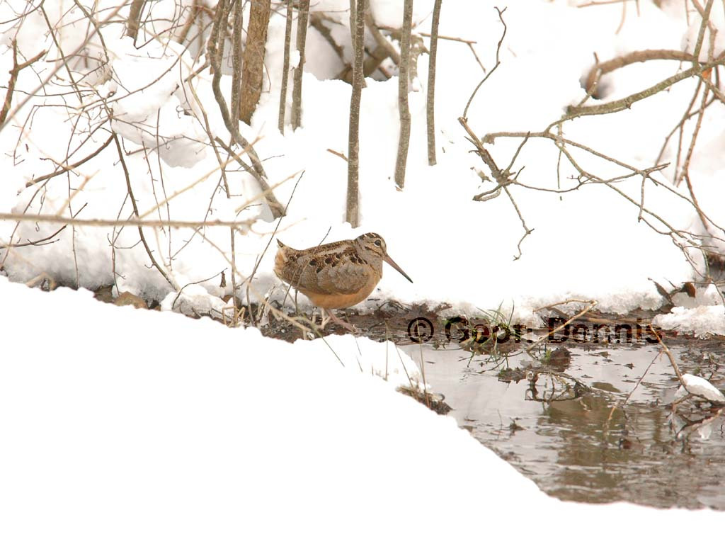 AMWO-AF_American-Woodcock