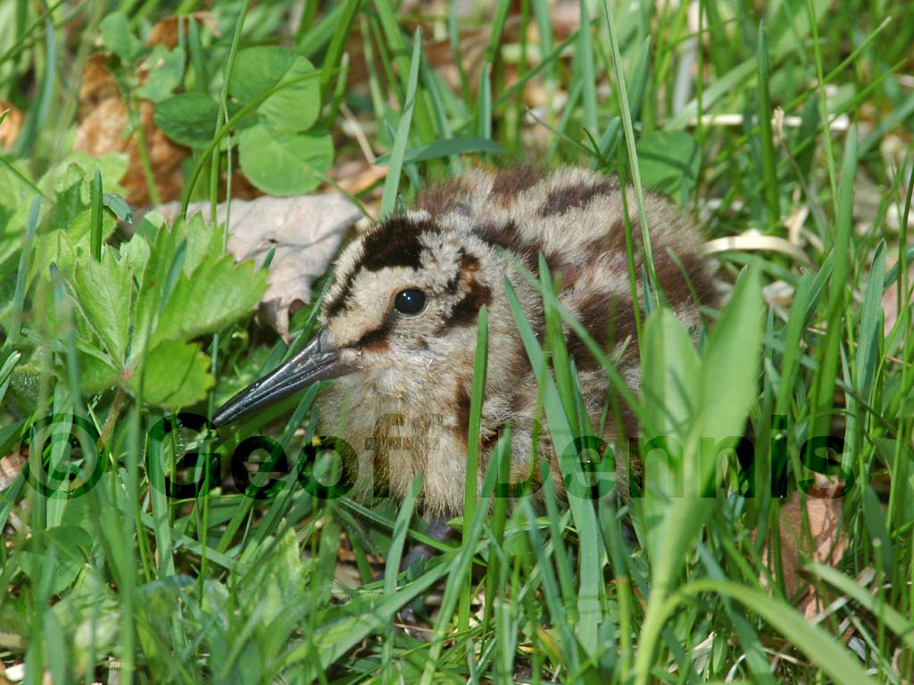 AMWO-AG_American-Woodcock
