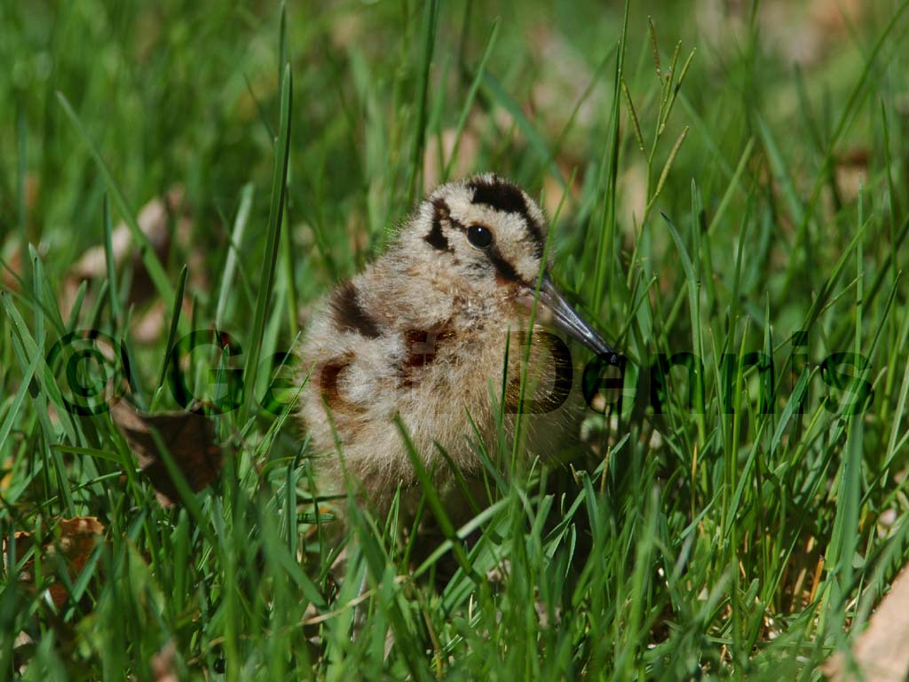 AMWO-AH_American-Woodcock