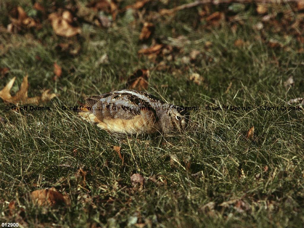 AMWO-AI_American-Woodcock
