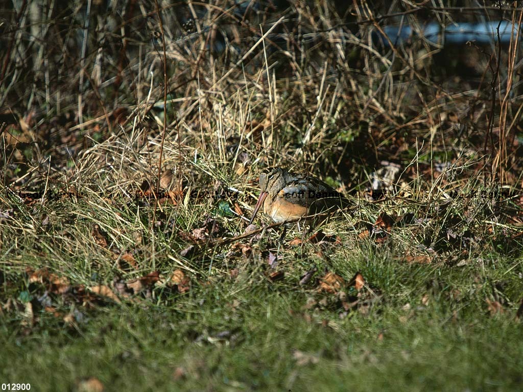 AMWO-AJ_American-Woodcock