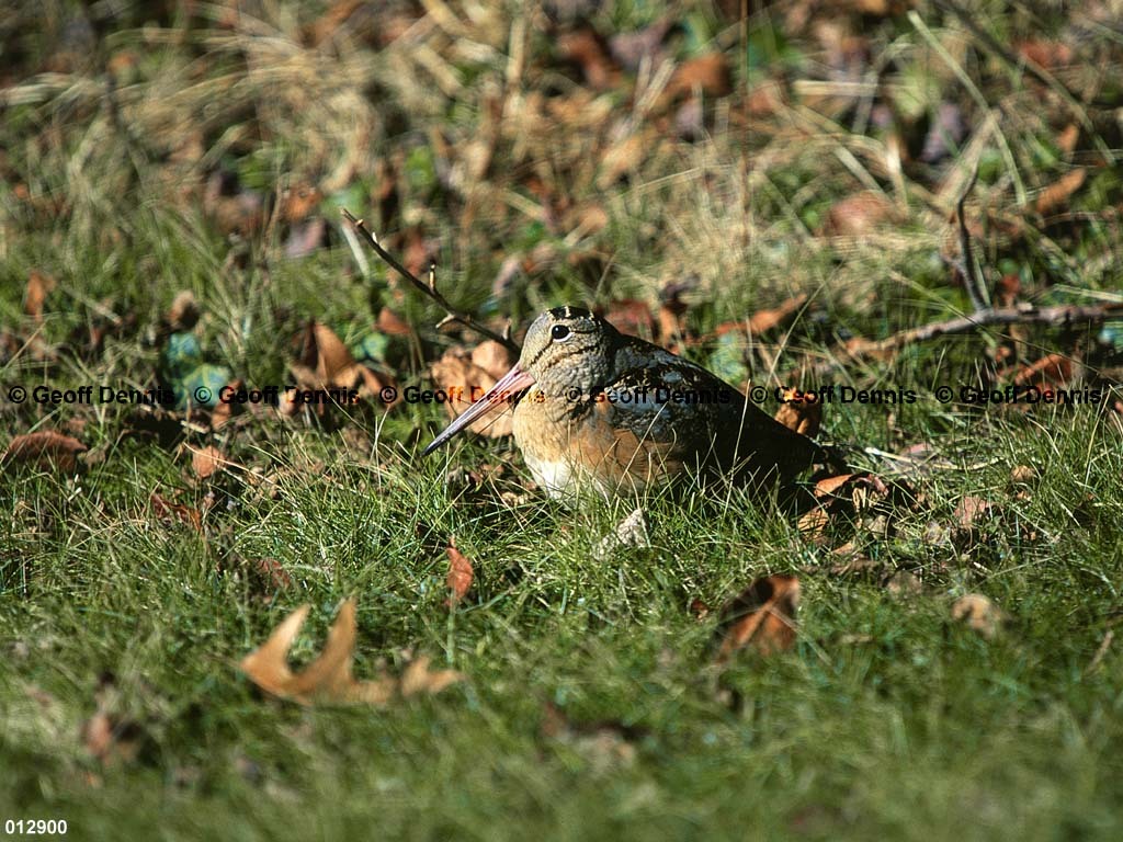 AMWO-AK_American-Woodcock