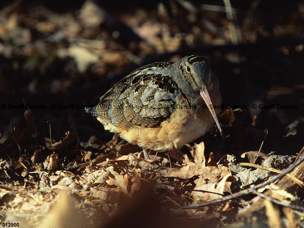AMWO-AL_American-Woodcock